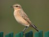 Wheatear at Gunners Park (Steve Arlow) (75918 bytes)